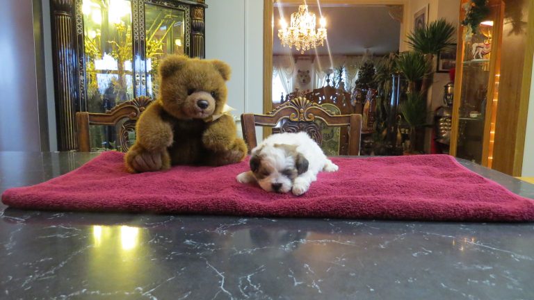 rene's wonderful world of teddy bear puppies