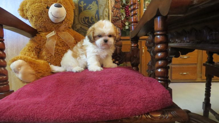 rene's wonderful world of teddy bear puppies