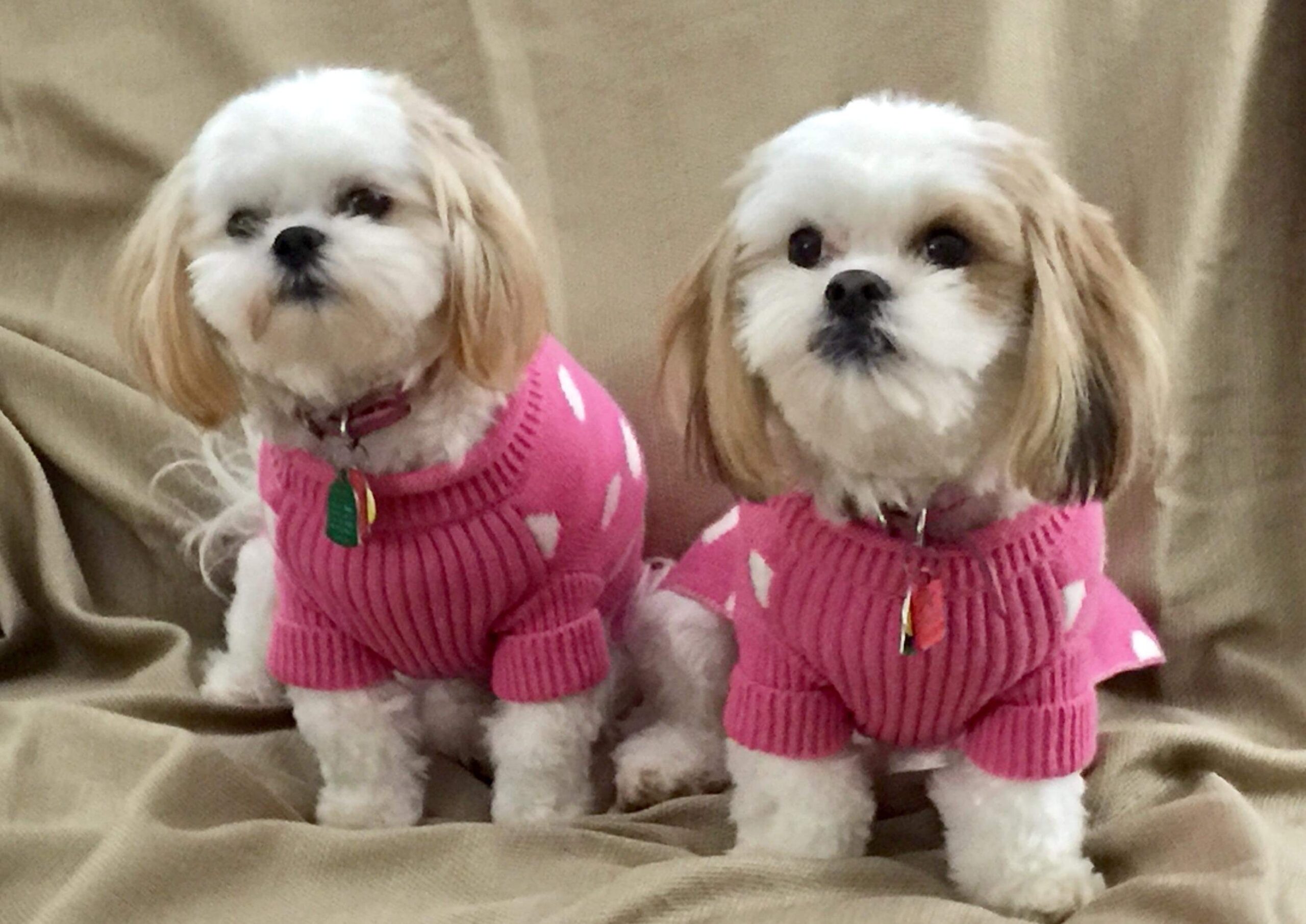 Picture of 2 sister "Teddy Bear Puppies" wearing pink weaters