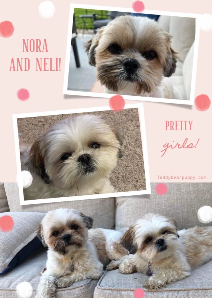 Collage of Nora Neli Teddy Bear Puppies