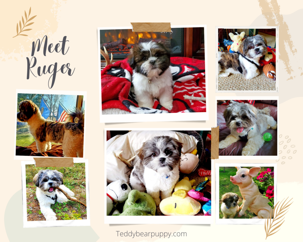 Collage of White Parti Teddy Bear Puppy