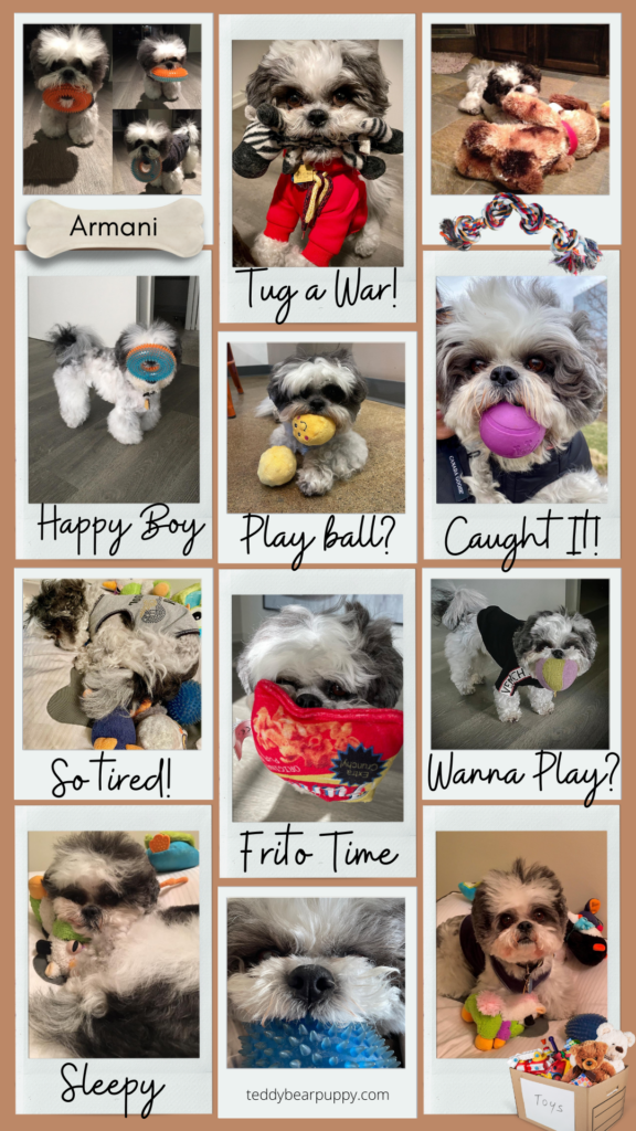 Photo Collage of Armani, Teddy Bear Puppy, with various toys