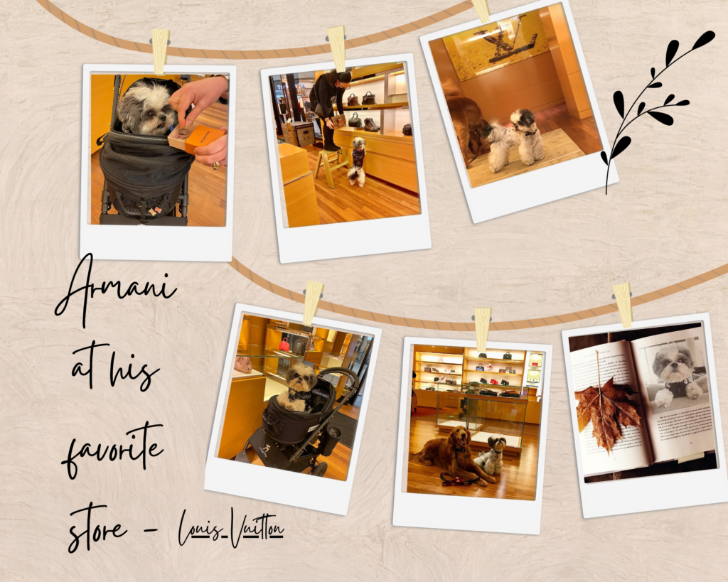 Picture Collage of Teddy Bear Puppy, shichon, shopping at Louis Vuitton