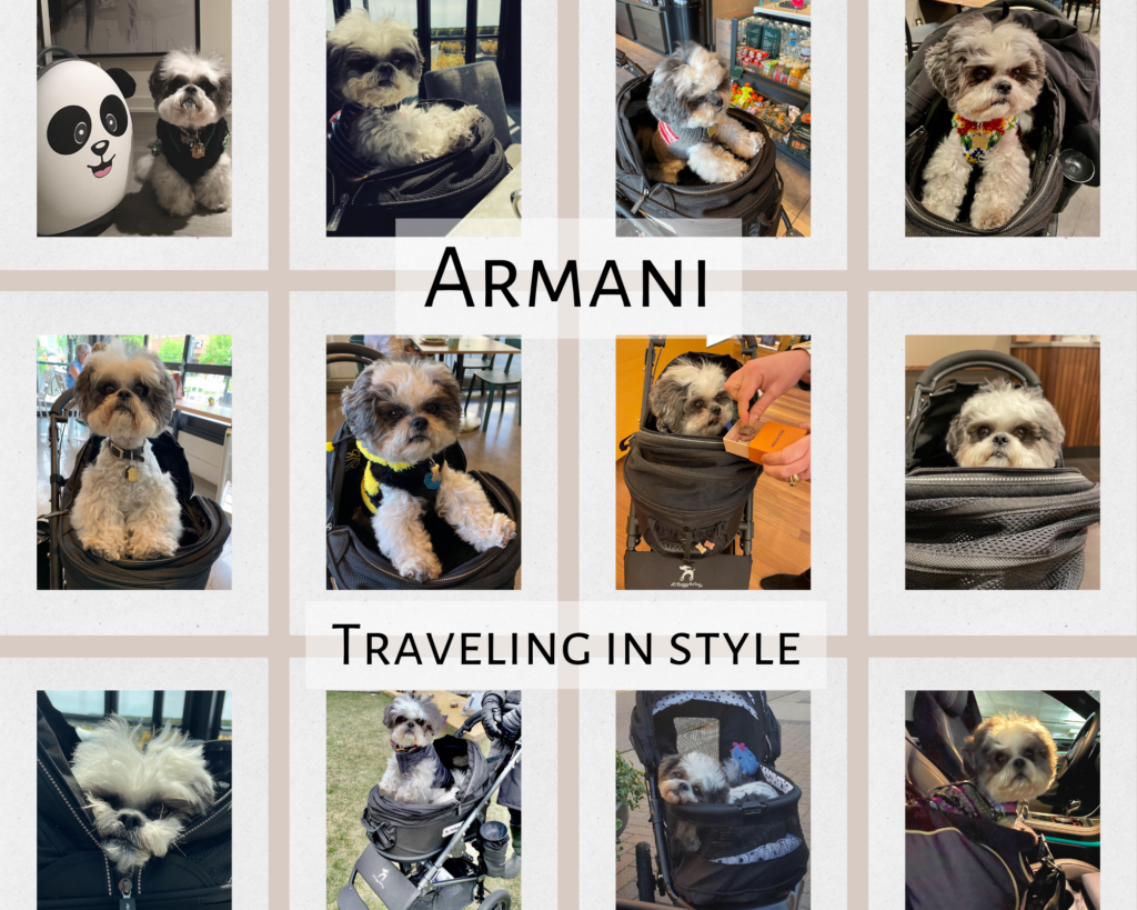 Photo Collage of Armani, Rene's Teddy Bear Puppy. Traveling in his stroller