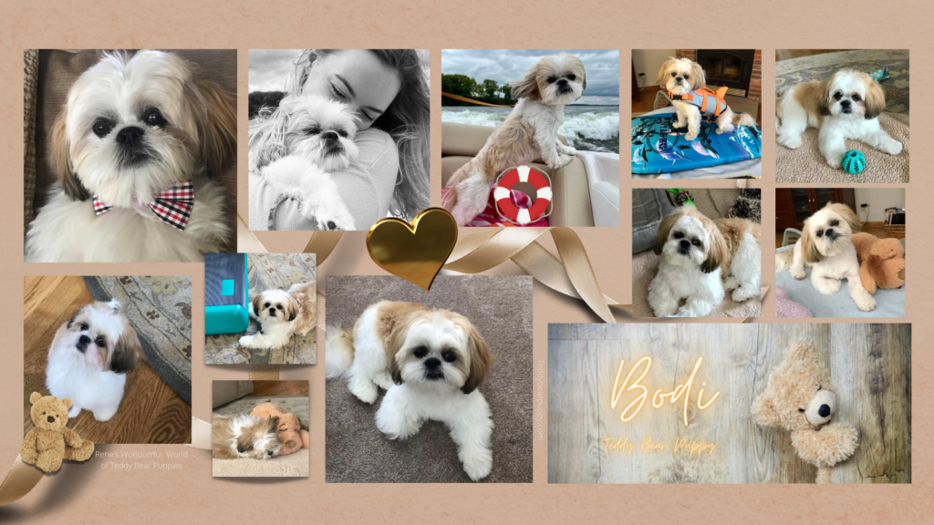 Photo collage of a cream and tan cute, fluffy, teddy bear puppy.  12 pictures total. Past Rene;s Teddy Bear Puppy