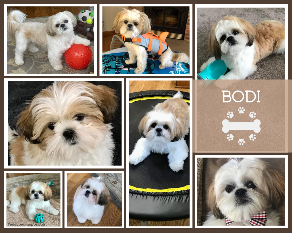 Picture collage of cream "Teddy Bear Puppy"