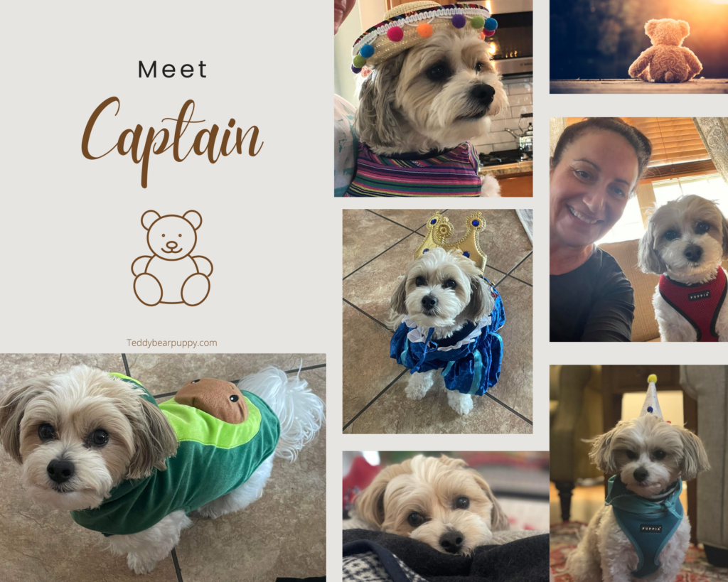 Photo Collage of white and cream "Teddy Bear Puppy", named Captain