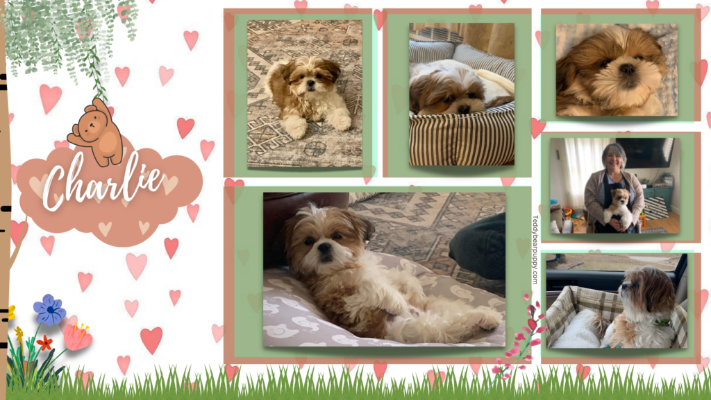 Picture Collage of cute white and red_Teddy Bear Puppy Teddy Bear Puppy, shichon, shopping at Louis Vuitton