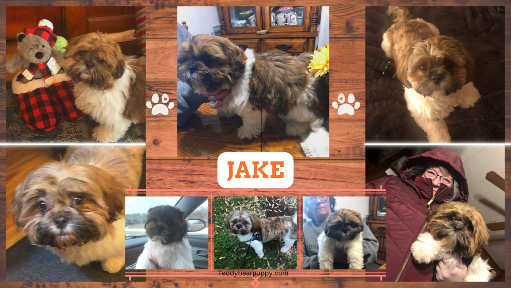 Picture Collage of Teddy Bear Puppy, shichon,