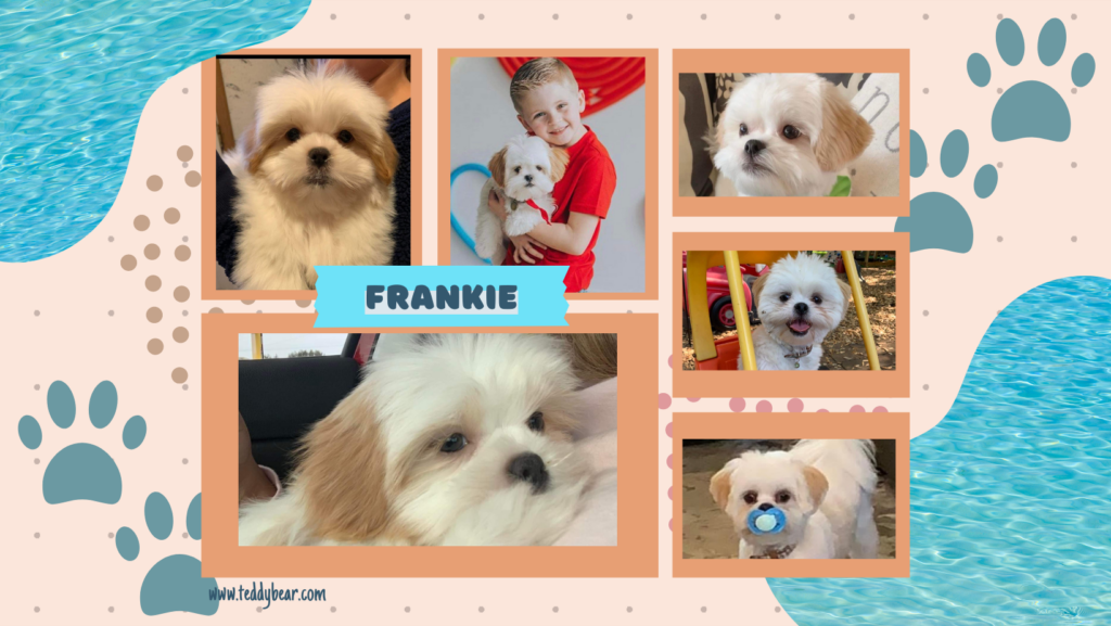 Collage of male, under 12-pound white teddy bear puppy.  6 pictures total 