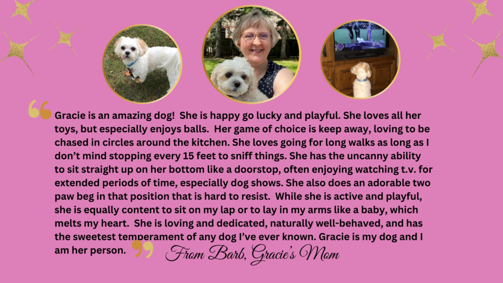 Profile and testimonial of Gracie, Teddy Bear Puppy (White)