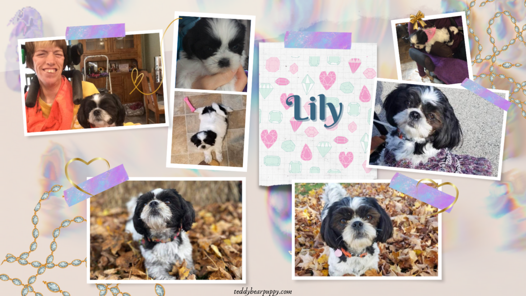 Collage of Lily, an adorable white with black mask and markings past "Teddy Bear Puppy" from "Rene's Wonderful world of Teddy Bear Puppies.