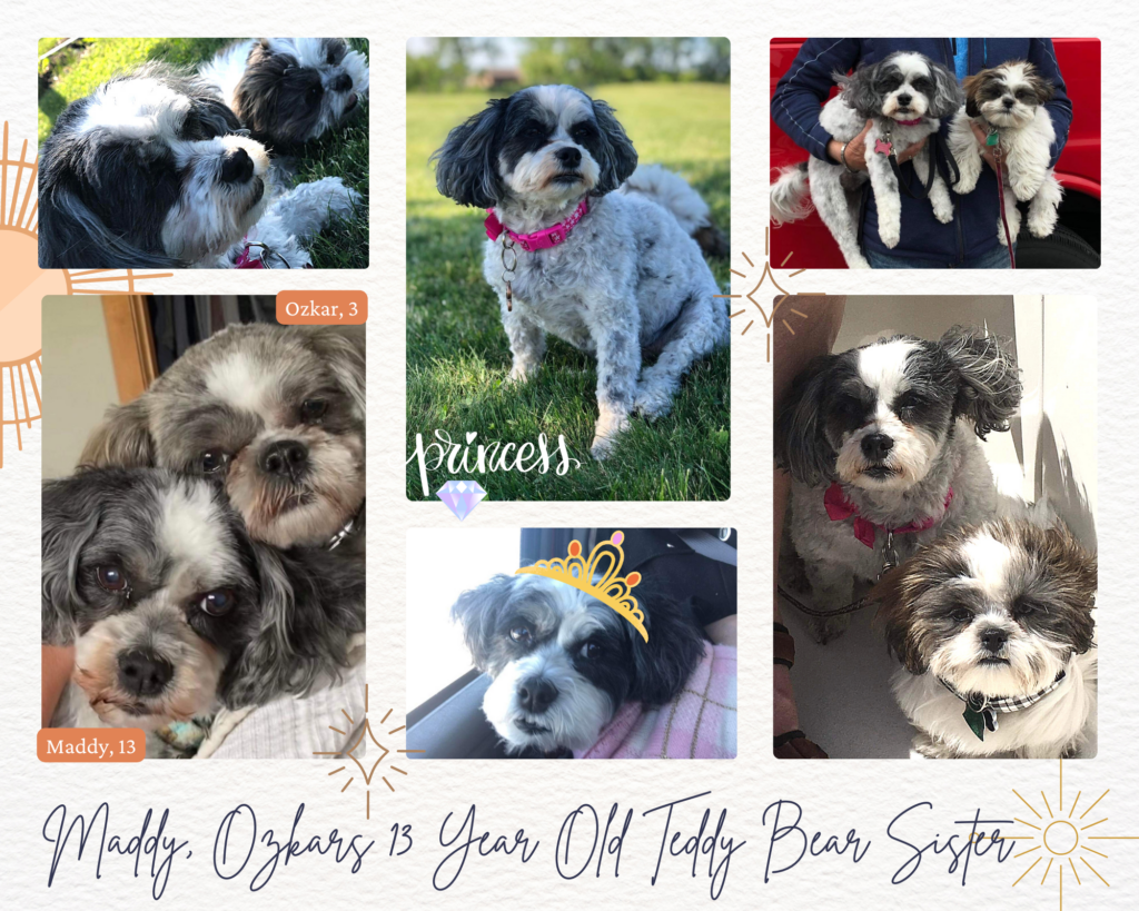 Picture Collage of 2 White and grey Teddy Bear Puppies. 5 Pictures Total