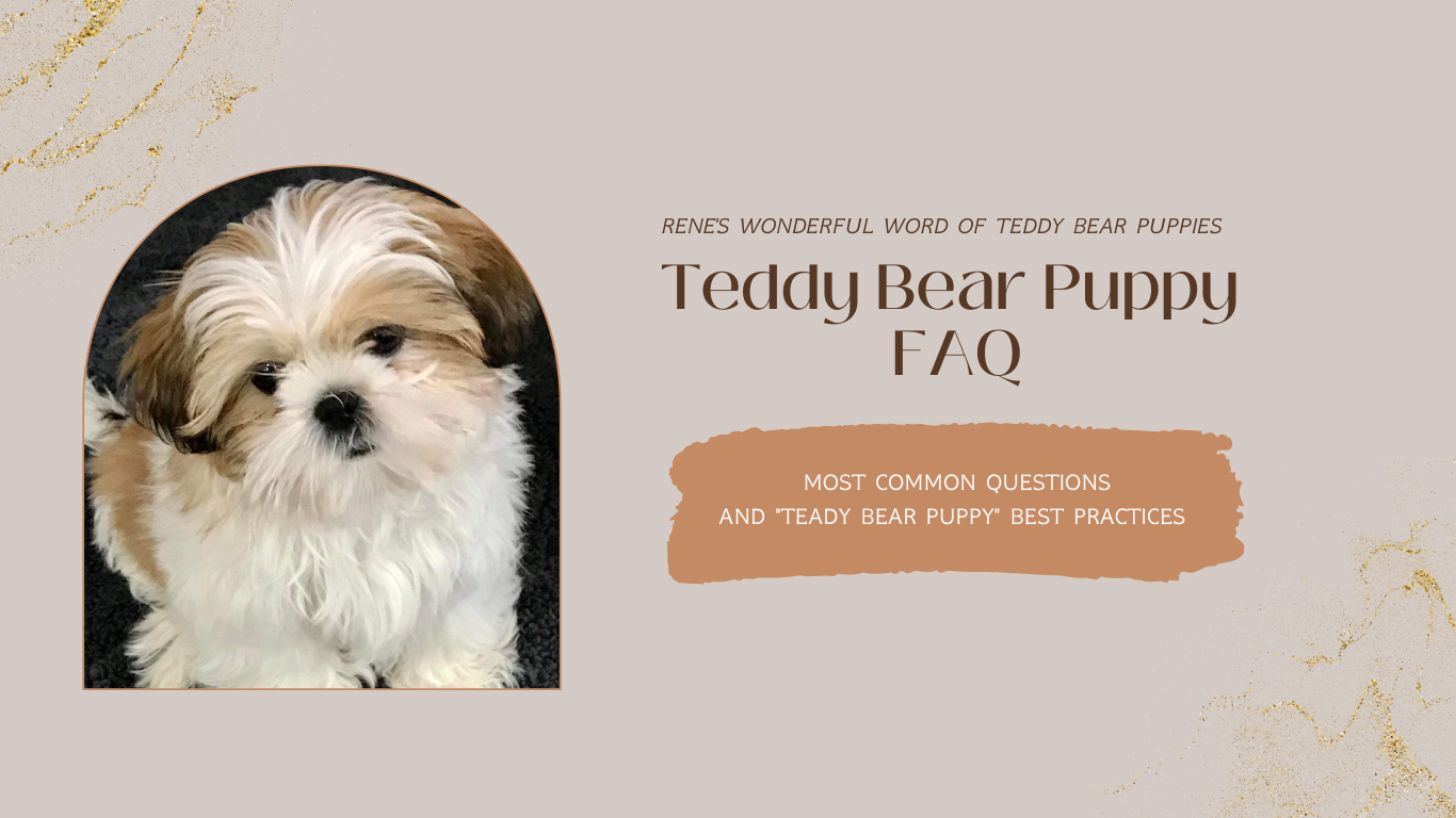 Cover banner for "Rene's Wonderful World of Teddy Bear Puppies" FAQ webpage.  There is a white and tan Teddy Bear Puppy on the left hand side and text (FAQ, Most Common Questions) on the right hand side.