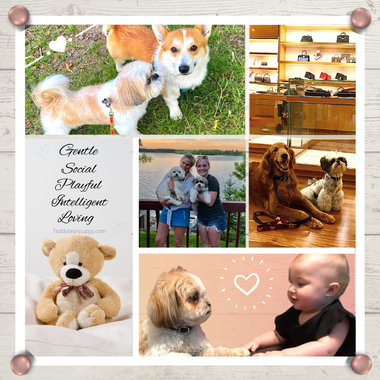 Photo Collage of Teddy Bear Puppies socializing with other dogs and people of all ages.