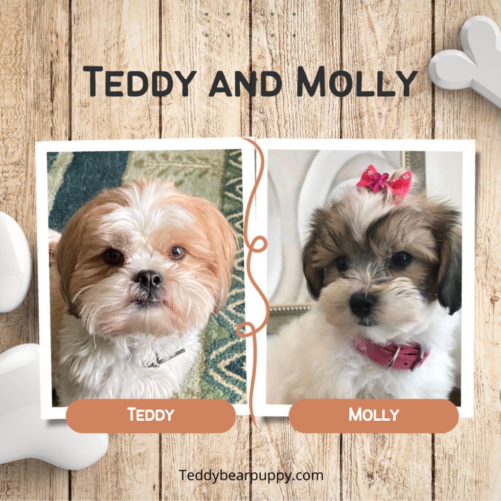 Sqaure profile pictures of two cute Teddy Bear Puppies.  Both are white and one has red markings