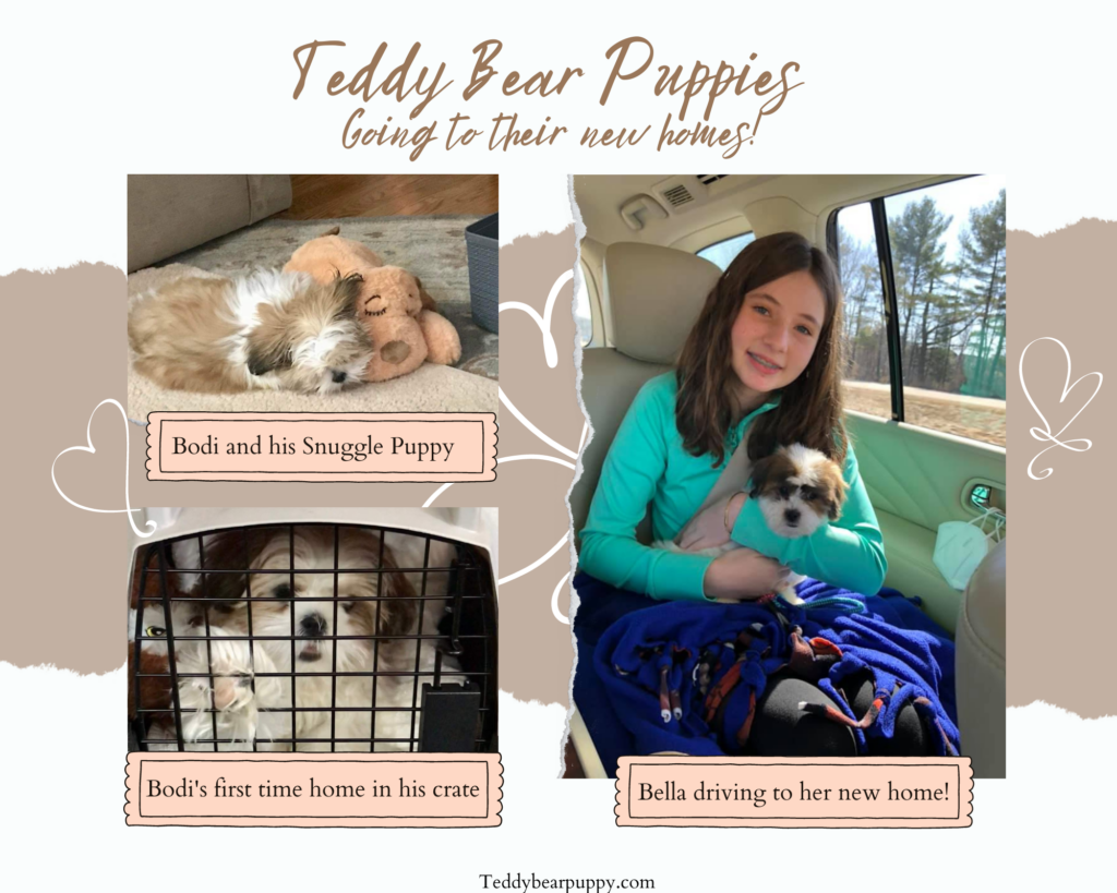 Teddy Bear Puppy FAQ, Most Common Questions picture collage.  Teddy Bear Puppies in their new homes.