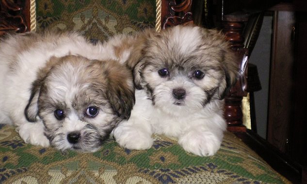 renee's teddy bear puppies