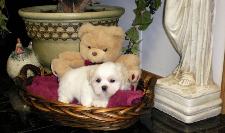 rene's wonderful world of teddy bear puppies