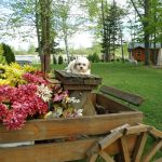 Picture of a Teddy Bear Puppy sitting on a bench outside. Surrounded by beautiful flowers