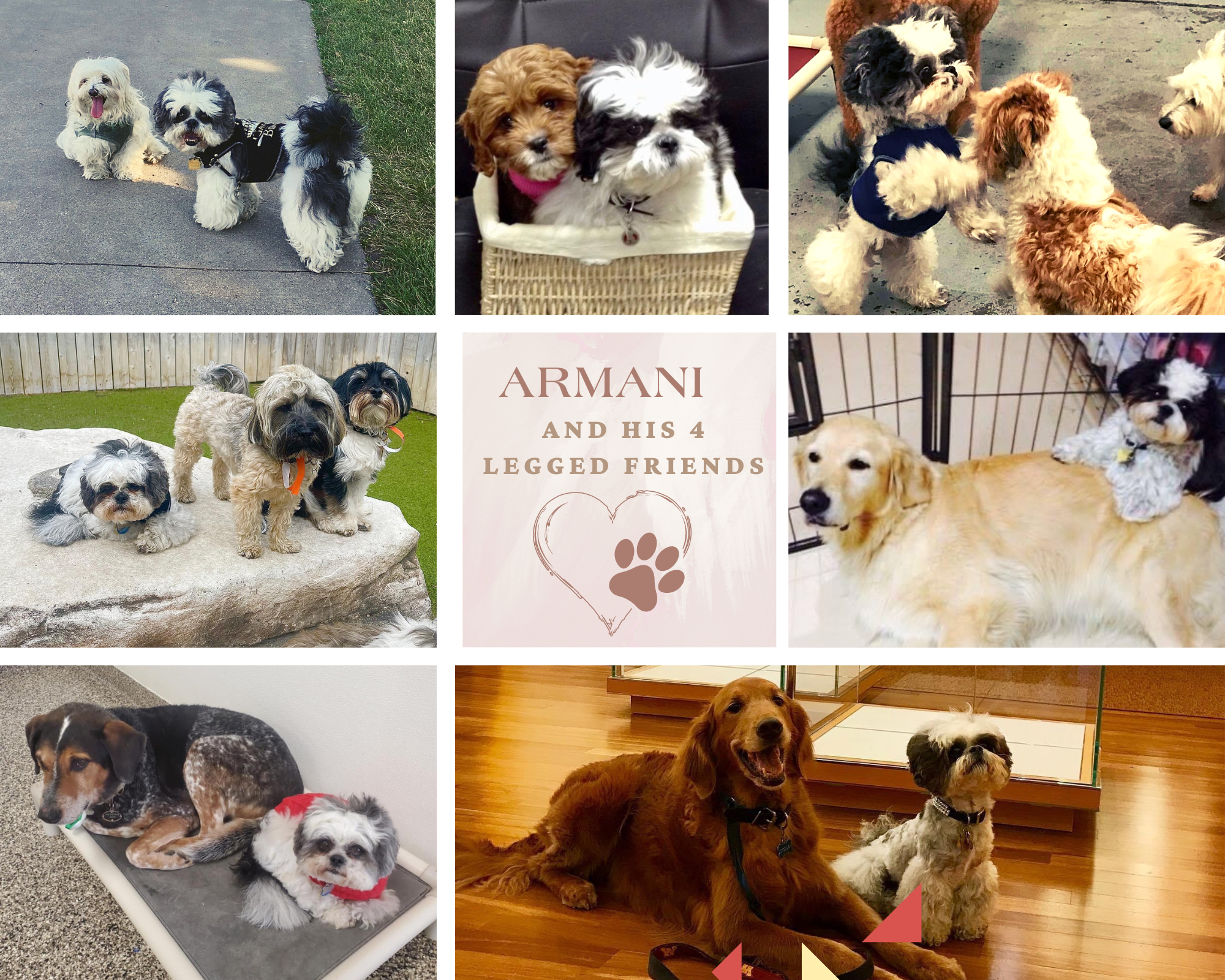 Collage of Armani, white and grey Teddy Bear puppy, with his friends