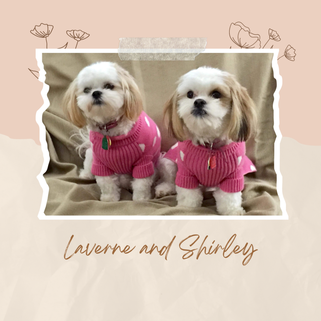 Collage of 2 White Female Teddy Bear Puppies, wearing pink sweaters