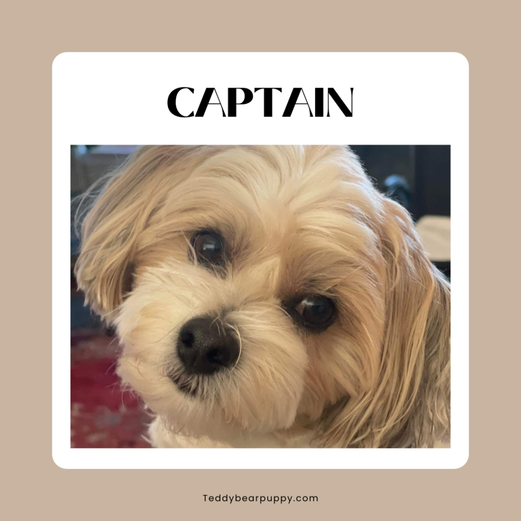 Profile for Captain, Teddy Bear Puppy