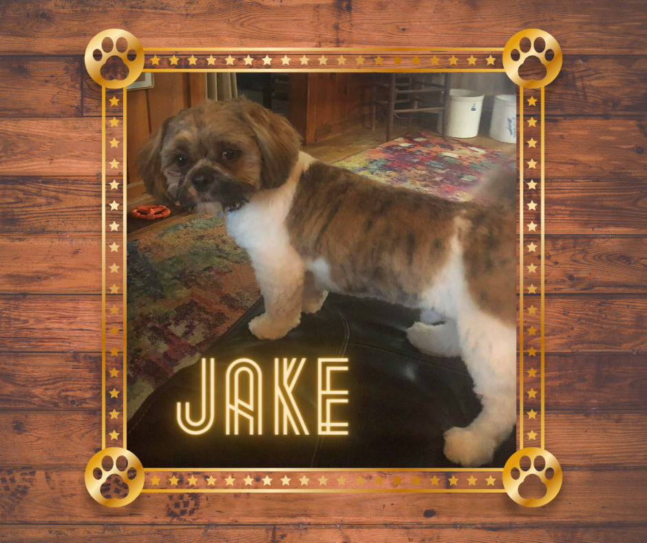 Cute Brown and white Teddy Bear puppy in living room. Has a gold frame around the picture.