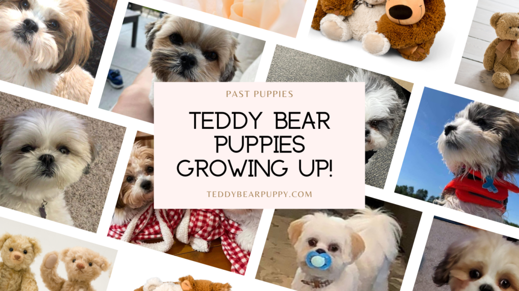 Photo Collage of Rene's Past Teddy Bear Puppies