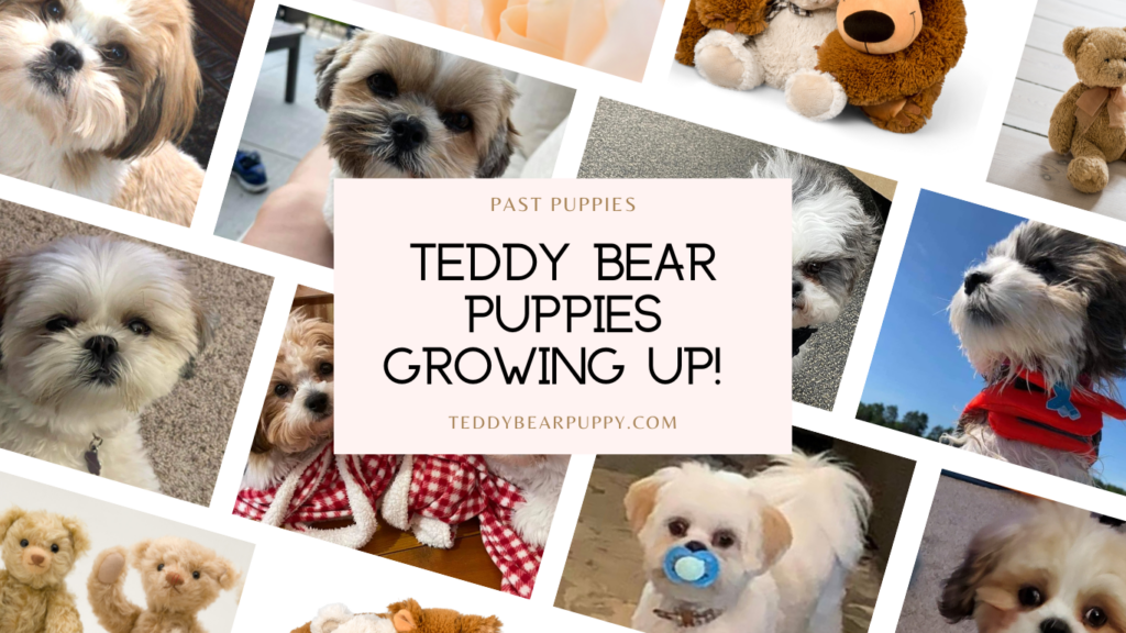 at what age are teddy bear puppies full grown