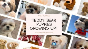 Photo Collage of Rene's Teddy Bear Puppies