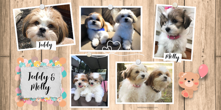 Photo Collage of 2 of Rene's Teddy Bear Puppies