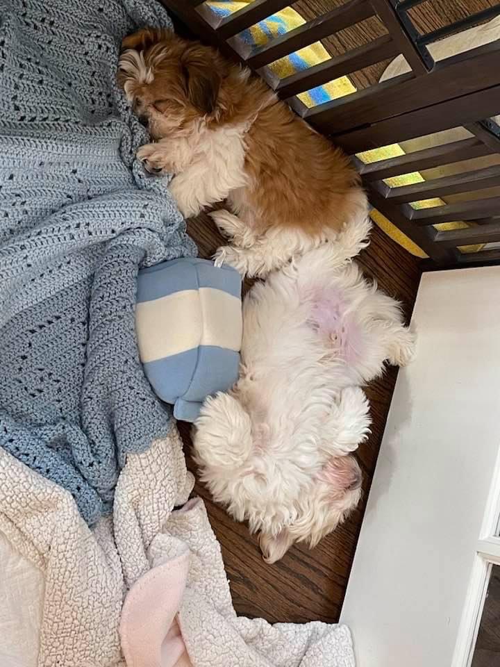 2 Teddy Bear Puppies sleeping